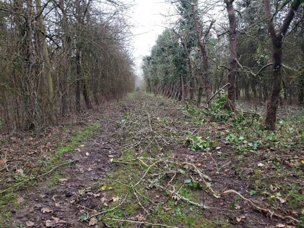 taille d'hiver 2025, Elstar